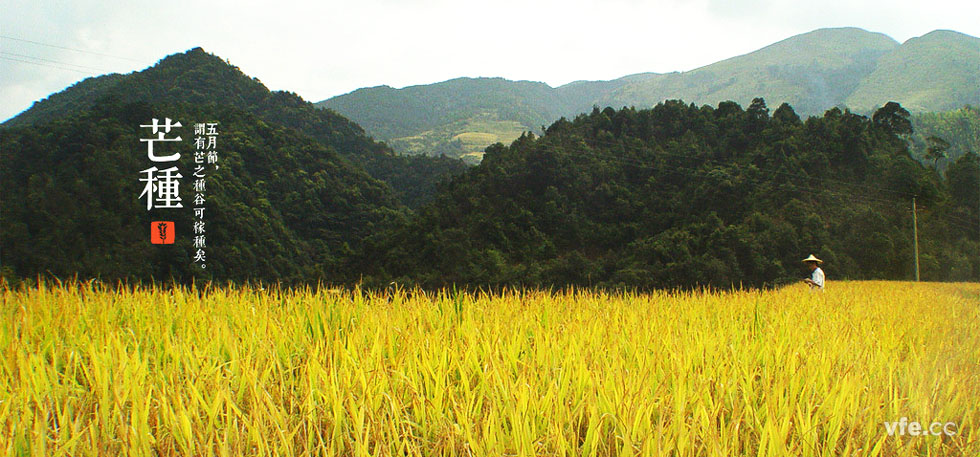 芒种