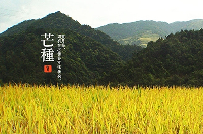 芒种，，，，，，，，忙忙栽